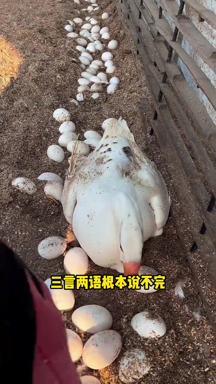养殖户最关心的种鹅多少天开始产蛋!