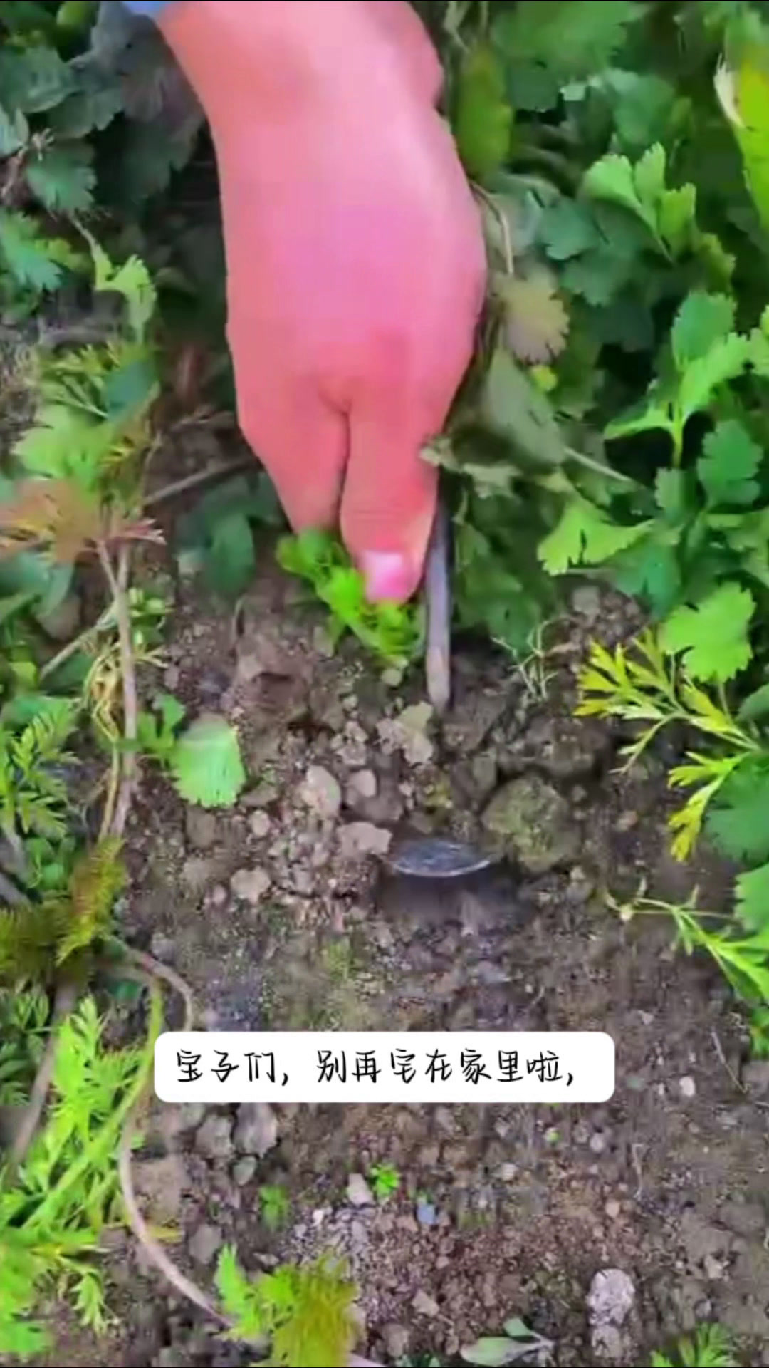 春日挖荠菜