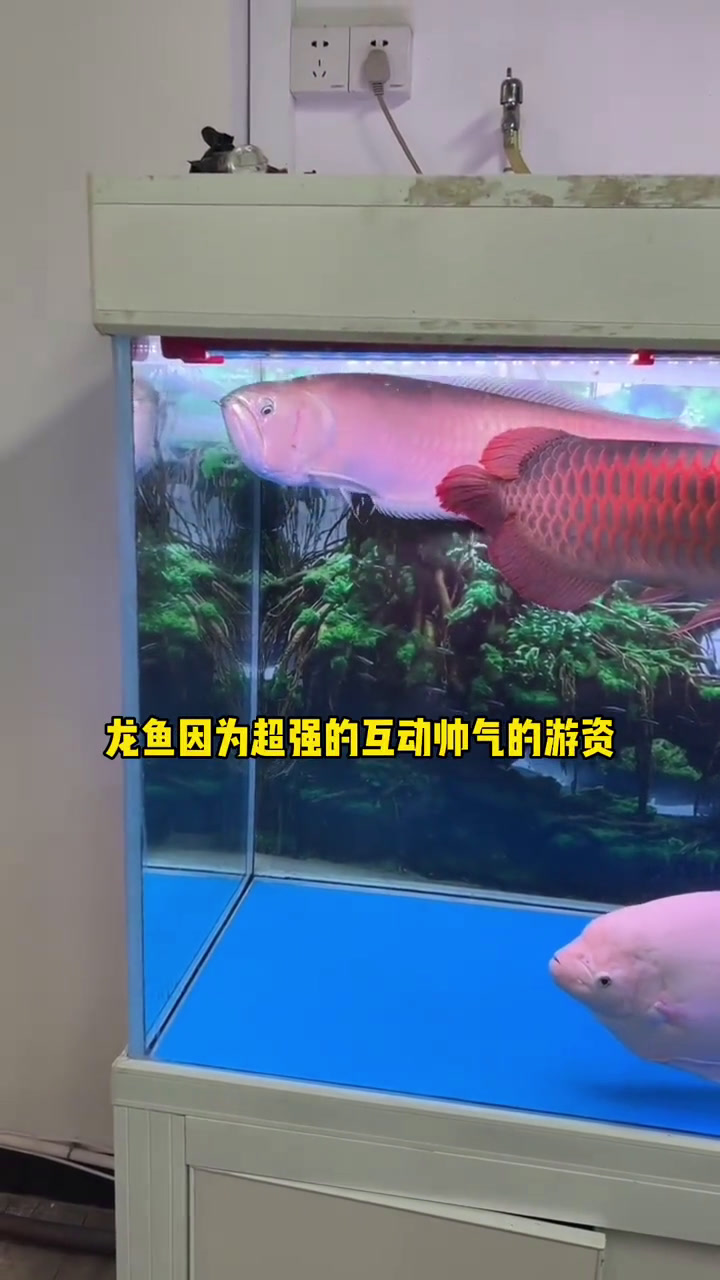 水族店畅销的10种观赏鱼,你养过几种?