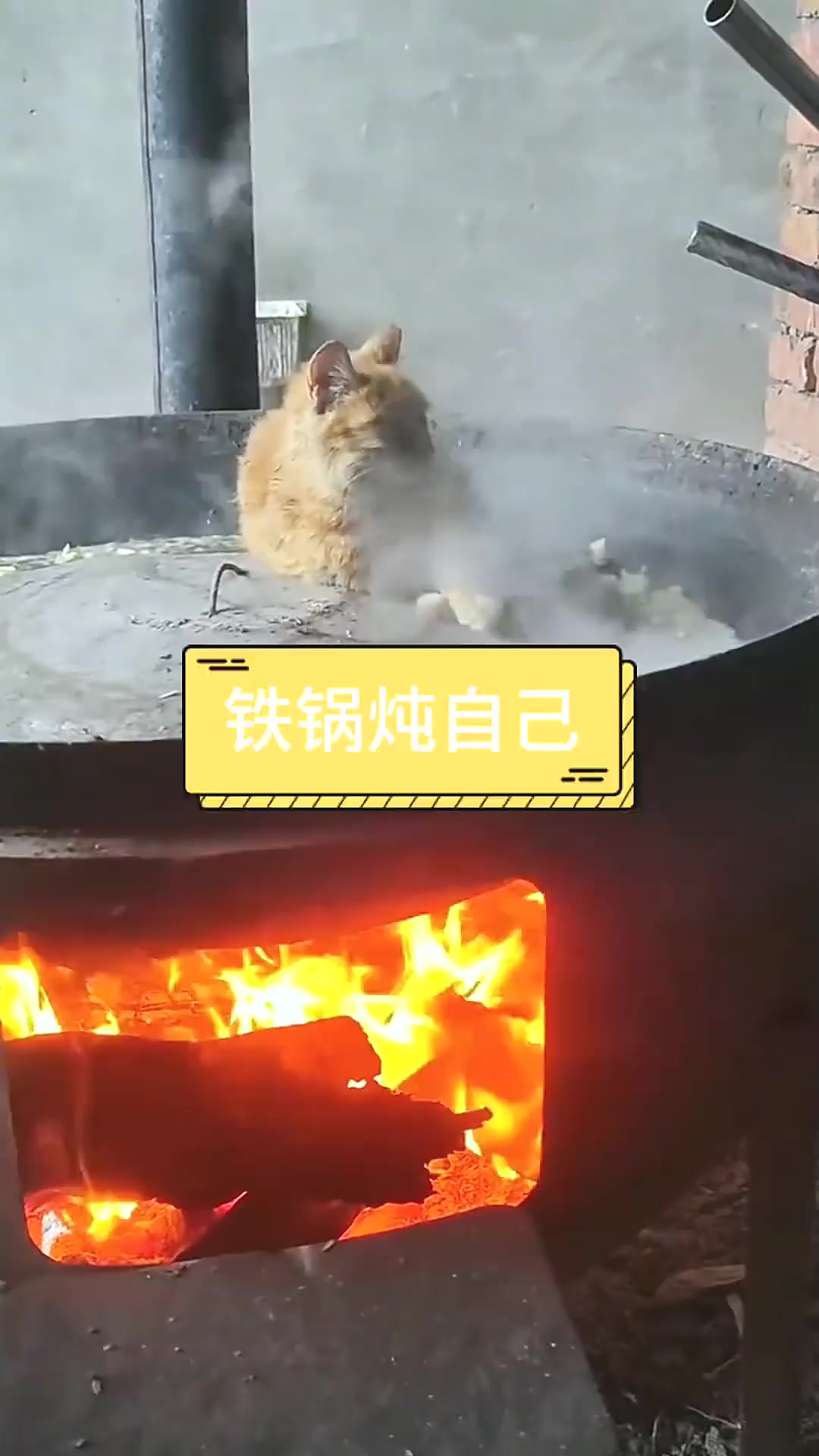 看一遍笑一遍,猫咪铁锅炖自己