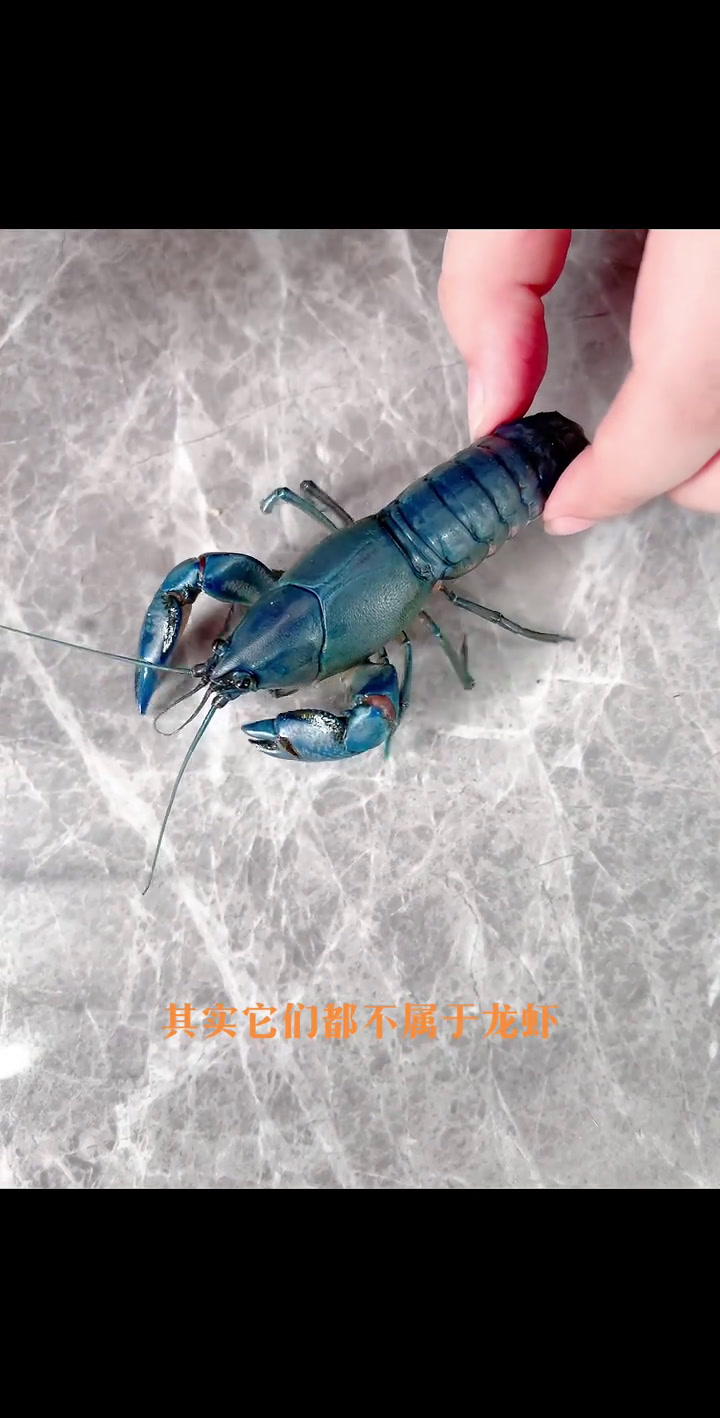 我的新宠小蓝鳌虾