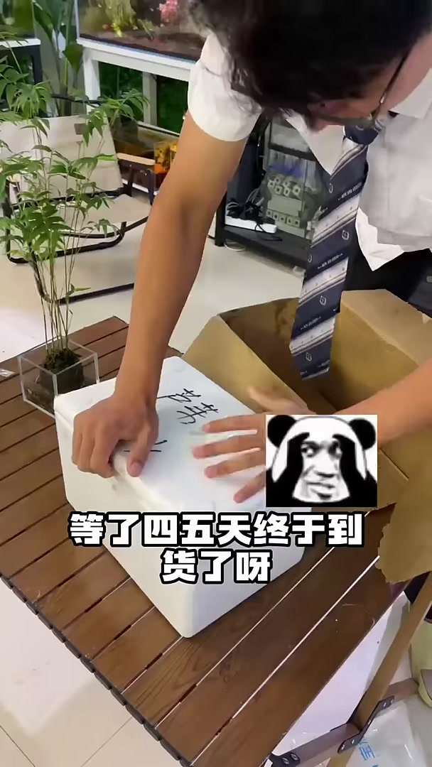 终于养鲨鱼了
