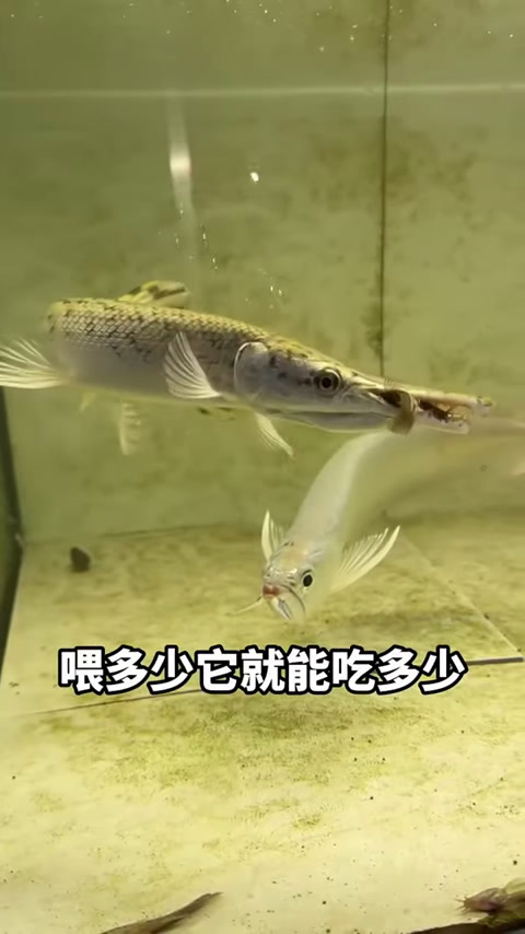 挑战喂养银龙鱼,没想到这么活蹦乱跳,场面一度失控!