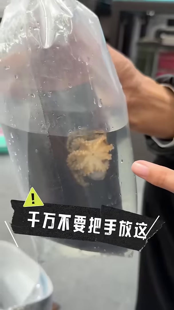 蓝环章鱼再次回归!