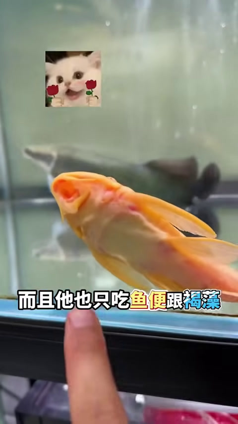 挑战喂养鸭嘴鲨，长得像是鸭子，但我觉得更像鲶鱼！