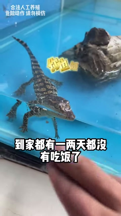 花300元买海鱼盲盒,竟还开出了一条有毒的鱼,全身长满了毒刺!