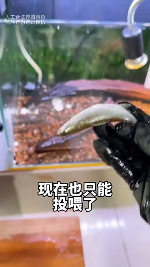 开箱4种不同种类的鱼,其中一条奇臭无比,其中金苔鼠清洁效果超棒!