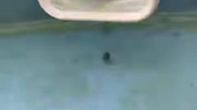 挑战养荷包鲤鱼,入缸第2天就被要了,又是黄金鳜鱼干的好事!