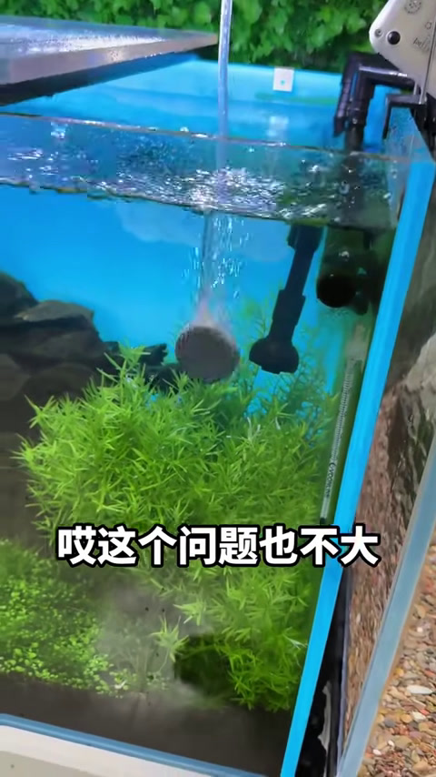 挑战喂养七星刀鱼，长得太像是外星生物，简直太抽象！