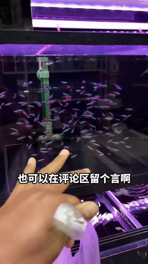 挑战养金沙鲈鲤鱼,外表看似没有杀伤力,实则是凶猛的肉食鱼类!