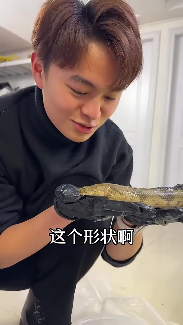和恐龙一样古老的鱼,我还真就养了!