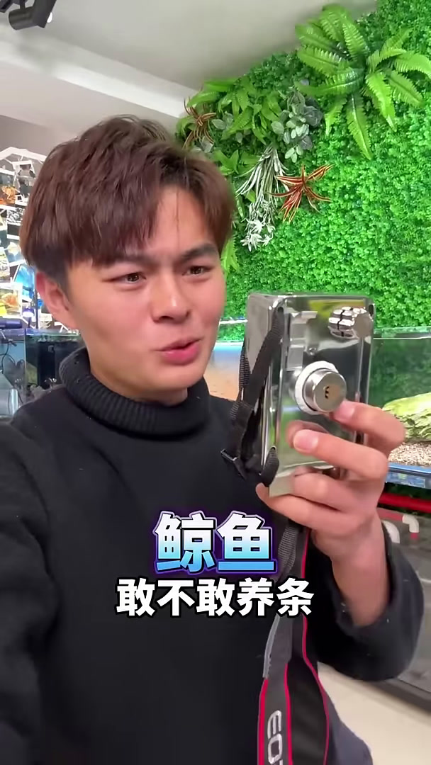史上最小鲸鱼,饭量堪比饭桶