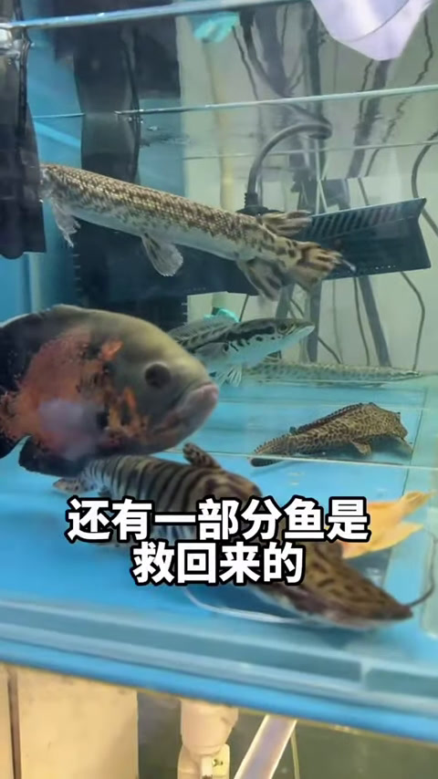 皇冠狗头河豚鱼不仅价格离谱,咬合力更离谱,竟还可以咬断螃蟹!
