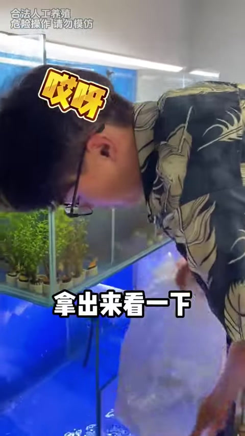 挑战世界上最毒鱼类蓝环章鱼,毒性可杀死一位成年人,第一次养结果竟是这样!