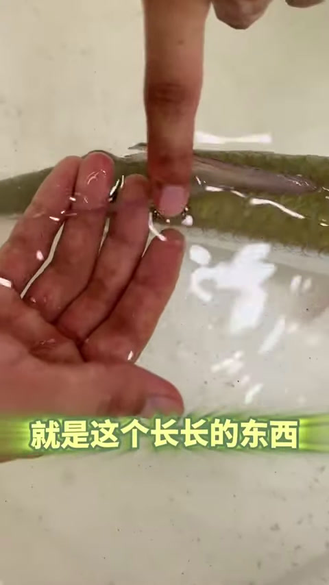 好不容易养帝王三间鱼,非常凶猛的热带淡水鱼,结果却惨遭翻车!