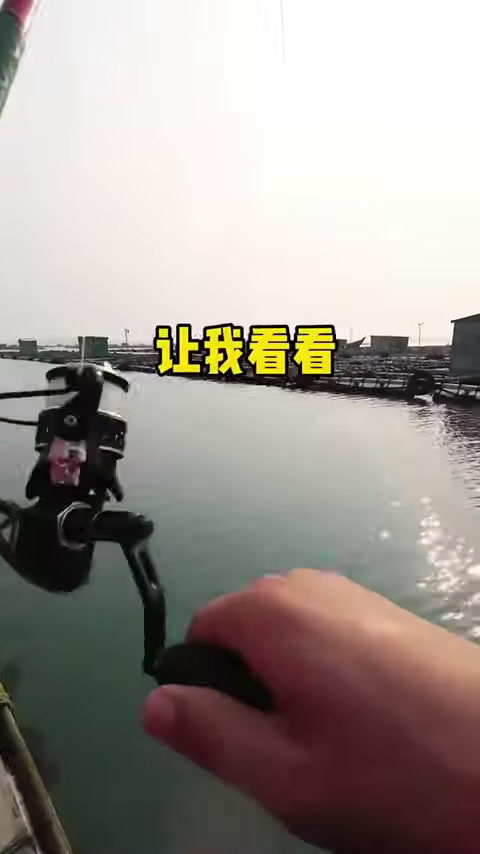 远古神兽恐龙鱼,还被称作活化石?直接搬回家里!