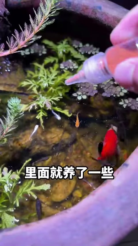挑战养猛鱼帝王三间鱼,静养30分钟终于适应,总算是没翻车!
