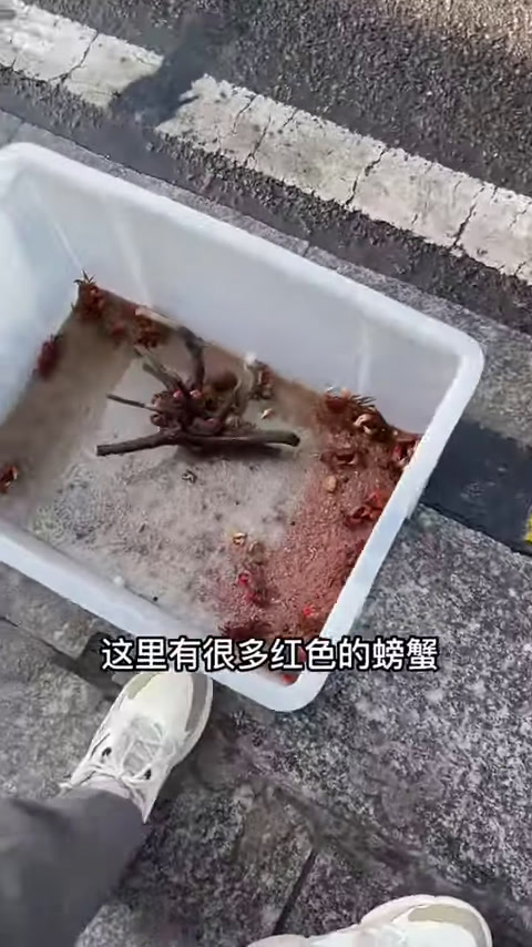 凶猛七彩海象鱼,刚进鱼缸就被鳄雀鳝攻击,实在太惊险!