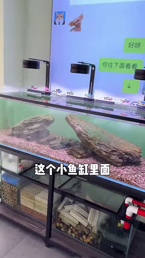 买了星点龙鱼,竟然惨遭翻车,无奈之下只能投喂其它鱼类!