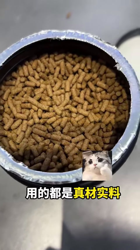 蓝环章鱼再次回归,不一会功夫就吸在鱼缸之上,没想到第2天结果竟是这样!(5)