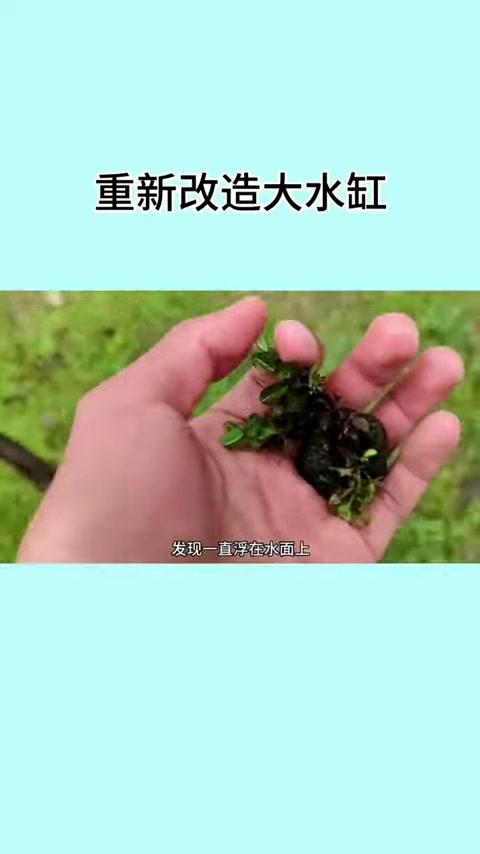 蓝环章鱼再次回归,不一会功夫就吸在鱼缸之上,没想到第2天结果竟是这样!(8)