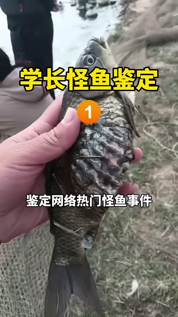 鉴定网络热门怪鱼事件