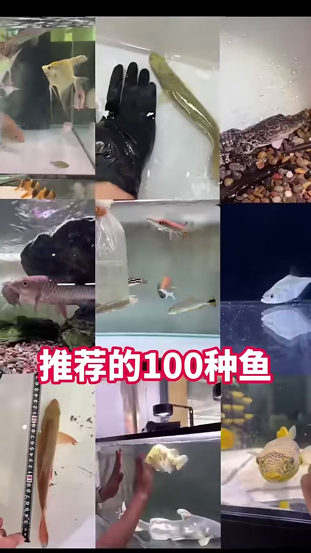 挑战养粉丝推荐的100种鱼之海鲢鱼!