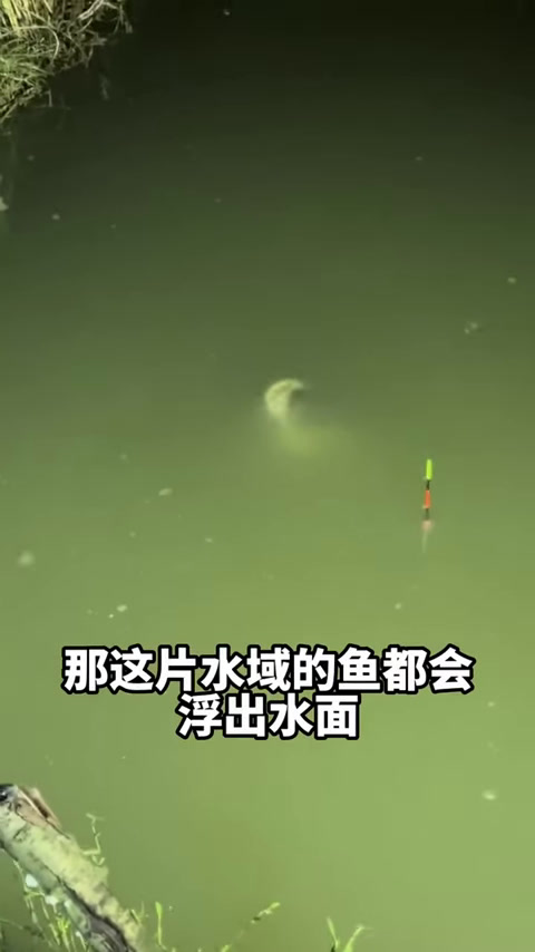 鉴定网络热门怪鱼事件,有的鱼竟然连内脏都没有,简直太震惊!