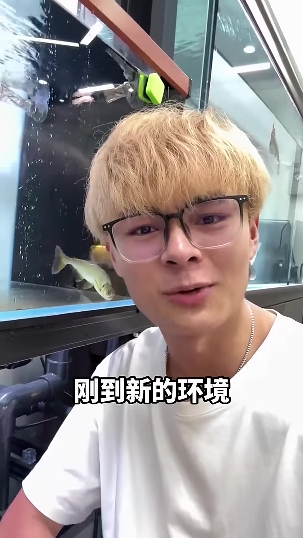 挑战养巨暴牙鱼,小小的身躯牙齿竟这么大