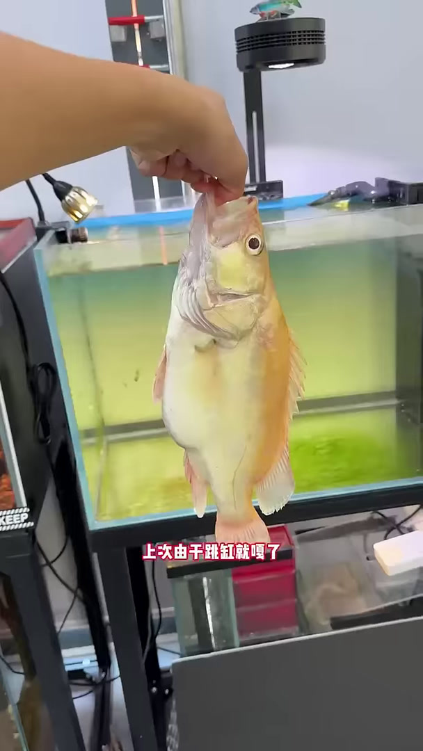 把价值8000的黄金鳜鱼做成了标本,将它永远封存起来