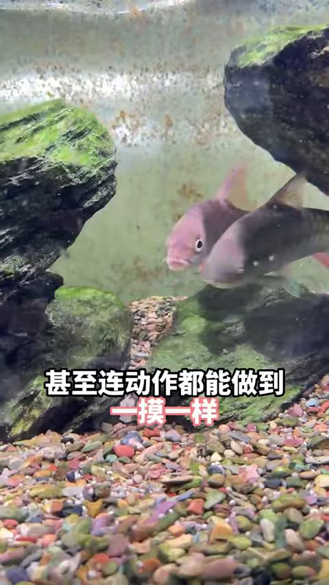 黄金鳜鱼活跃性超好,现在竟然怀孕了,身价瞬间暴涨!
