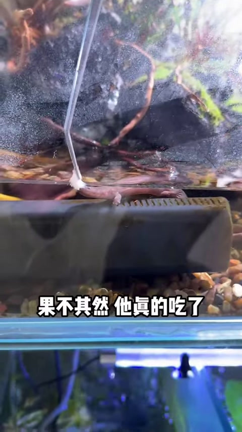 娃娃鱼终于肯吃东西了,结果不吃海鲜,看来还是很挑食!(1)