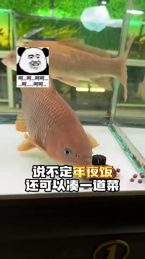 娃娃鱼终于肯吃东西了,结果不吃海鲜,看来还是很挑食!(6)