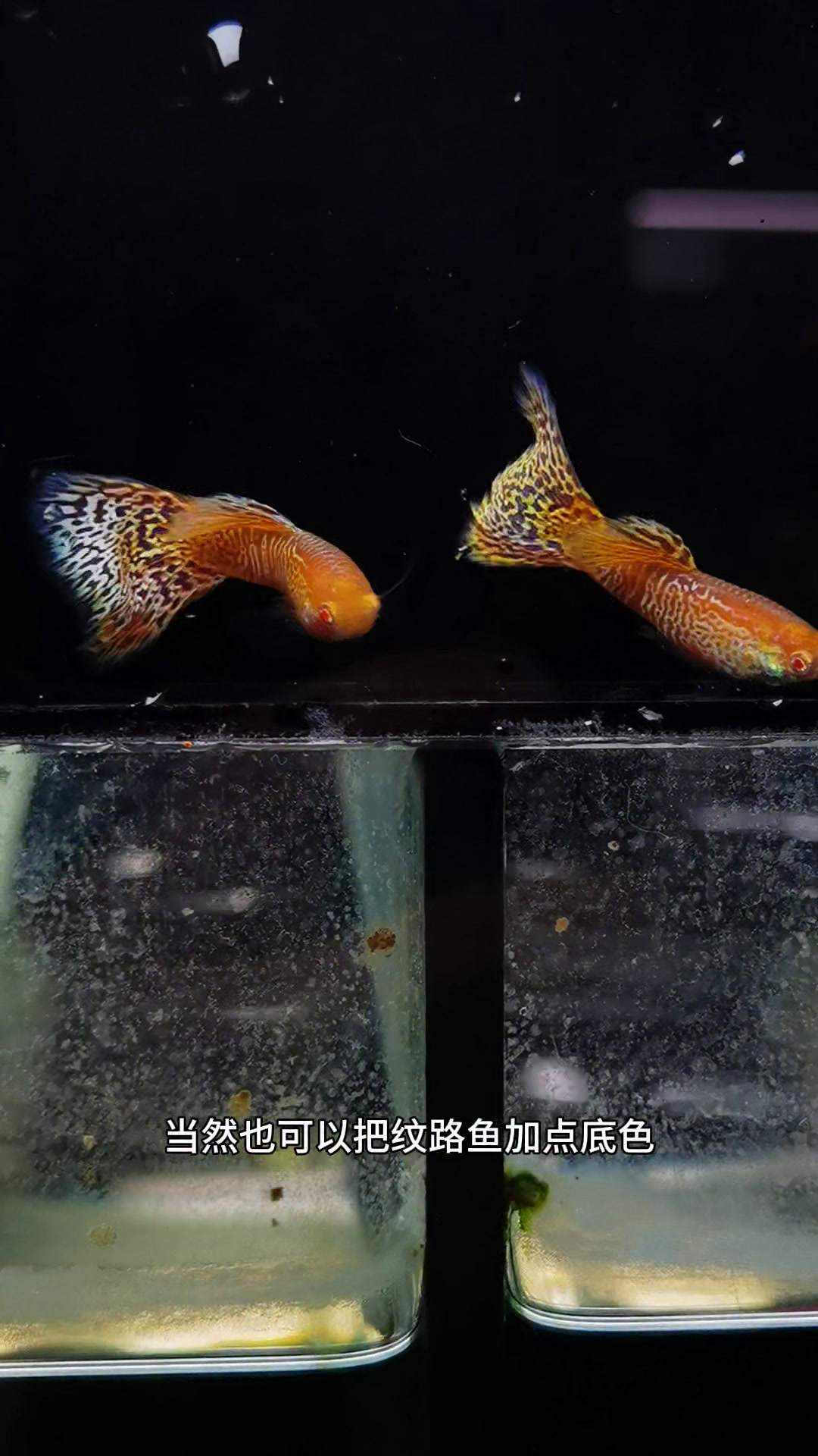 漂亮的孔雀鱼去。