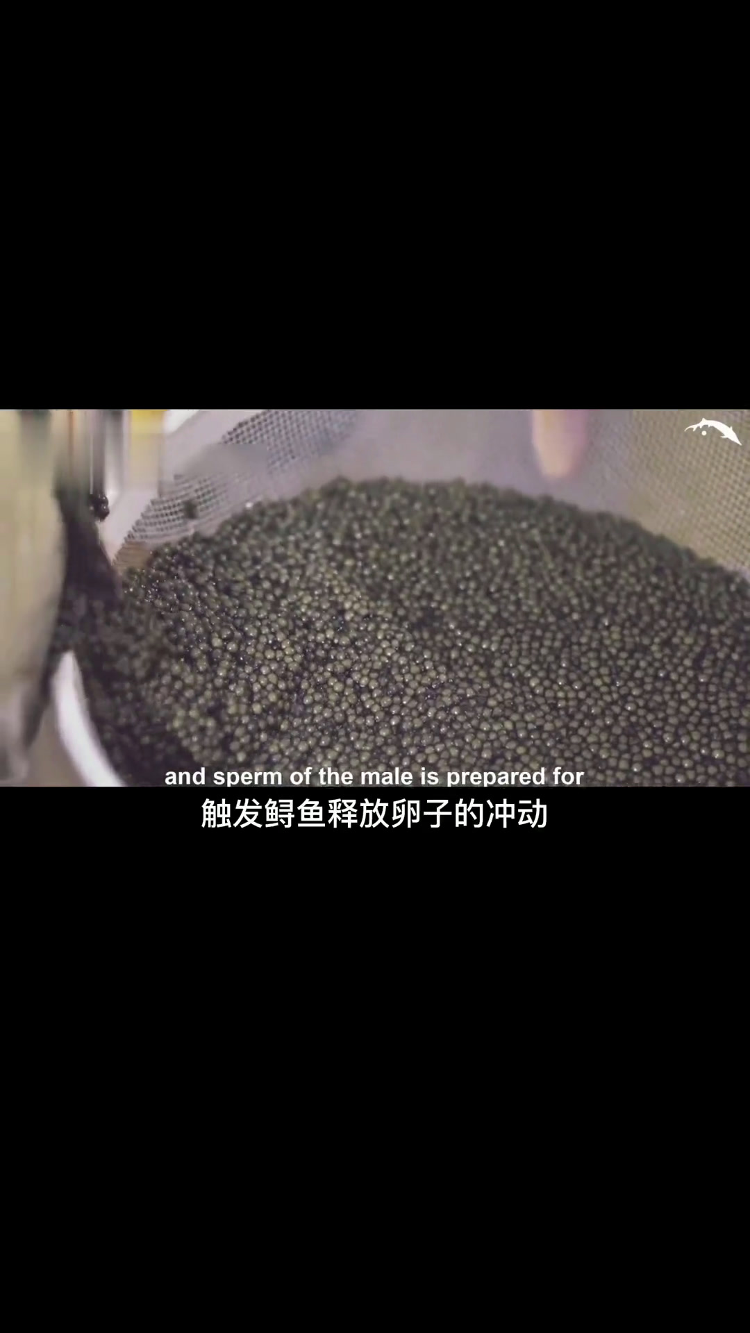 鱼子酱 鲟鱼 白鲟鱼 制作过程 科普 看世界 纪录片