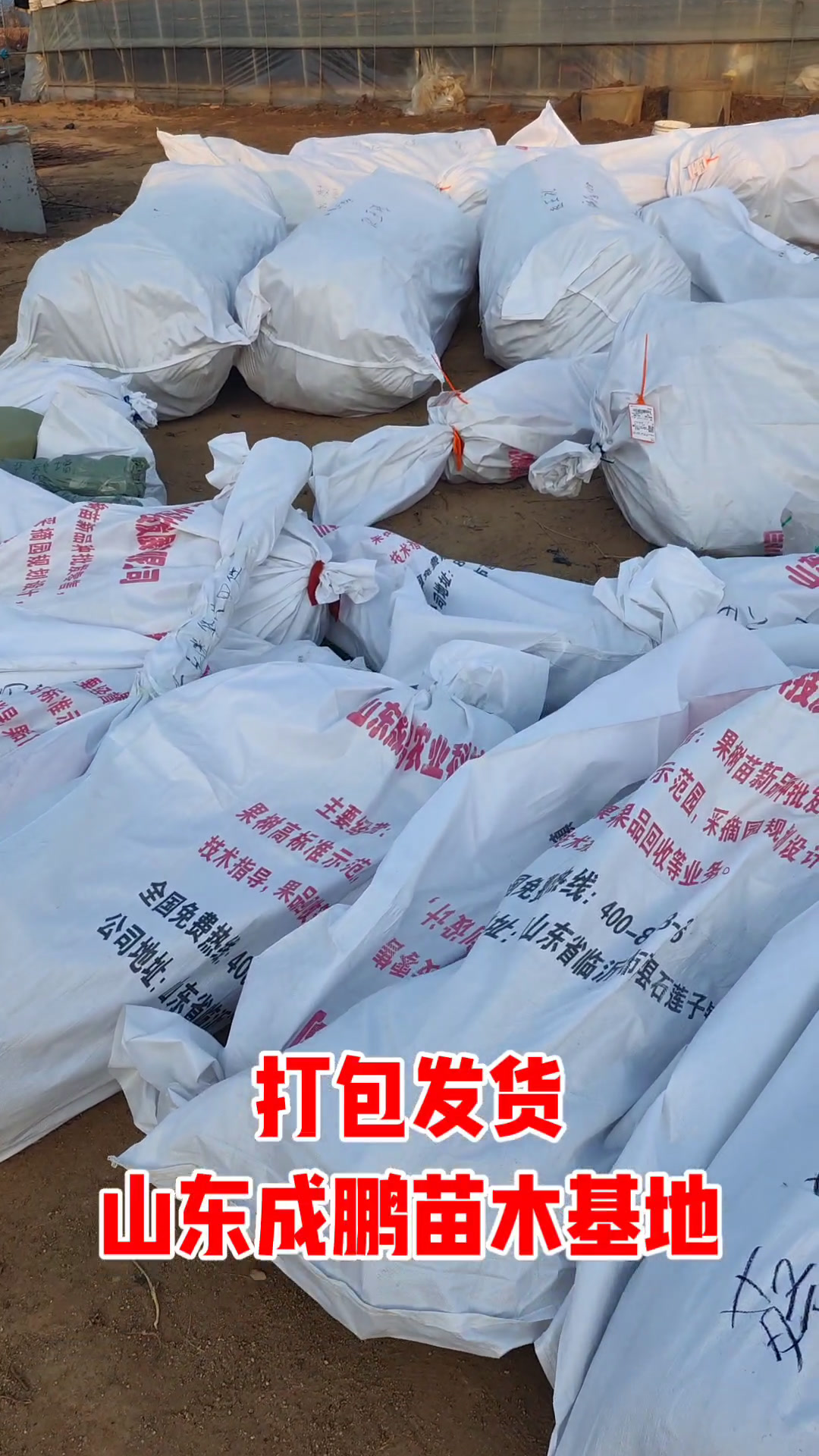 山东果树苗新品种