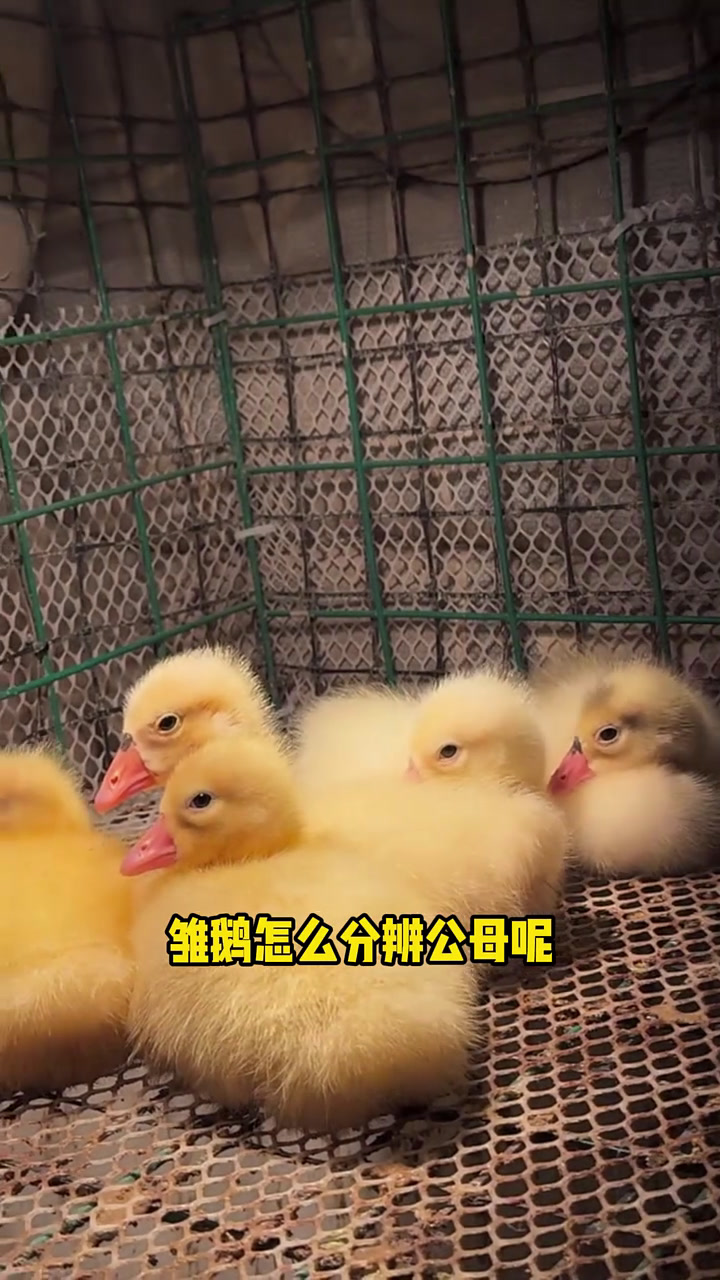 雏鹅分公母顺口溜!