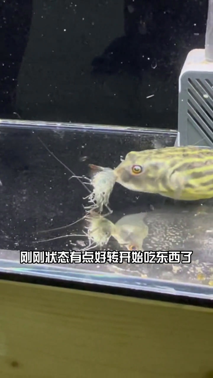 斑马狗头突然离开了我,就像你前女友那样突然就离开了你