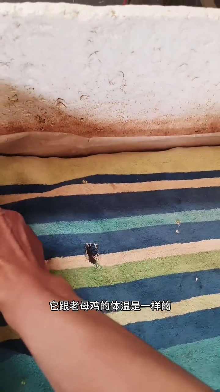 中国乌鸡引种到埃及