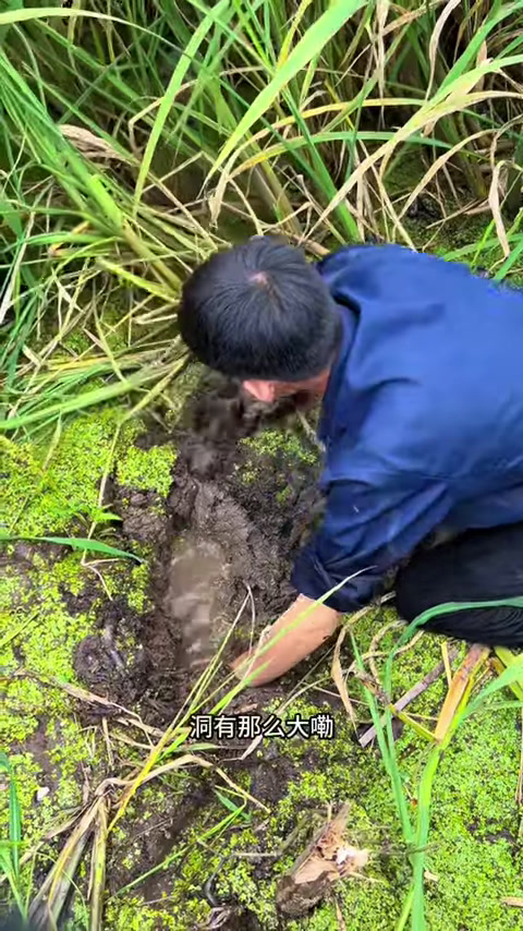 废弃了5年的甲鱼池,捕捞起来很愉快。(1)