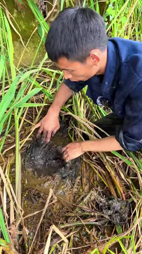 废弃了5年的甲鱼池,捕捞起来很愉快。(2)