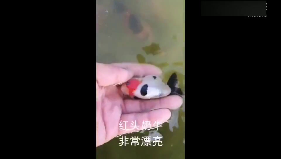 天津金鱼养殖场兰寿品种展示