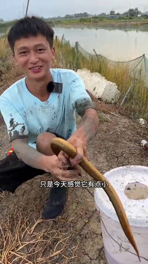 江苏的鳝鱼都是吃的什么啊,这都一两斤一条的!(2)