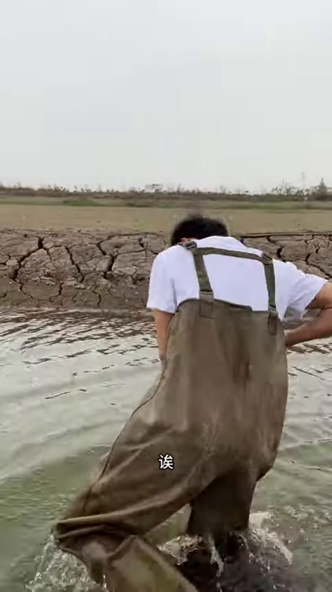 这块塘干了这么长时间这鳝鱼也越来越难抓了,还好抓到的鳝鱼都挺大的!ing (1)
