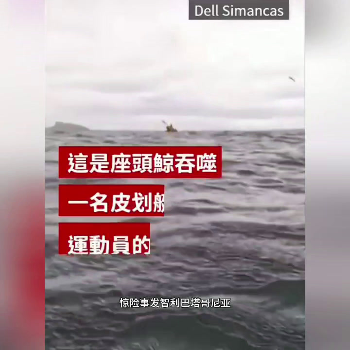 惊险!一头座头鲸突然将皮划艇运动员吞入口中,然后又吐了出来