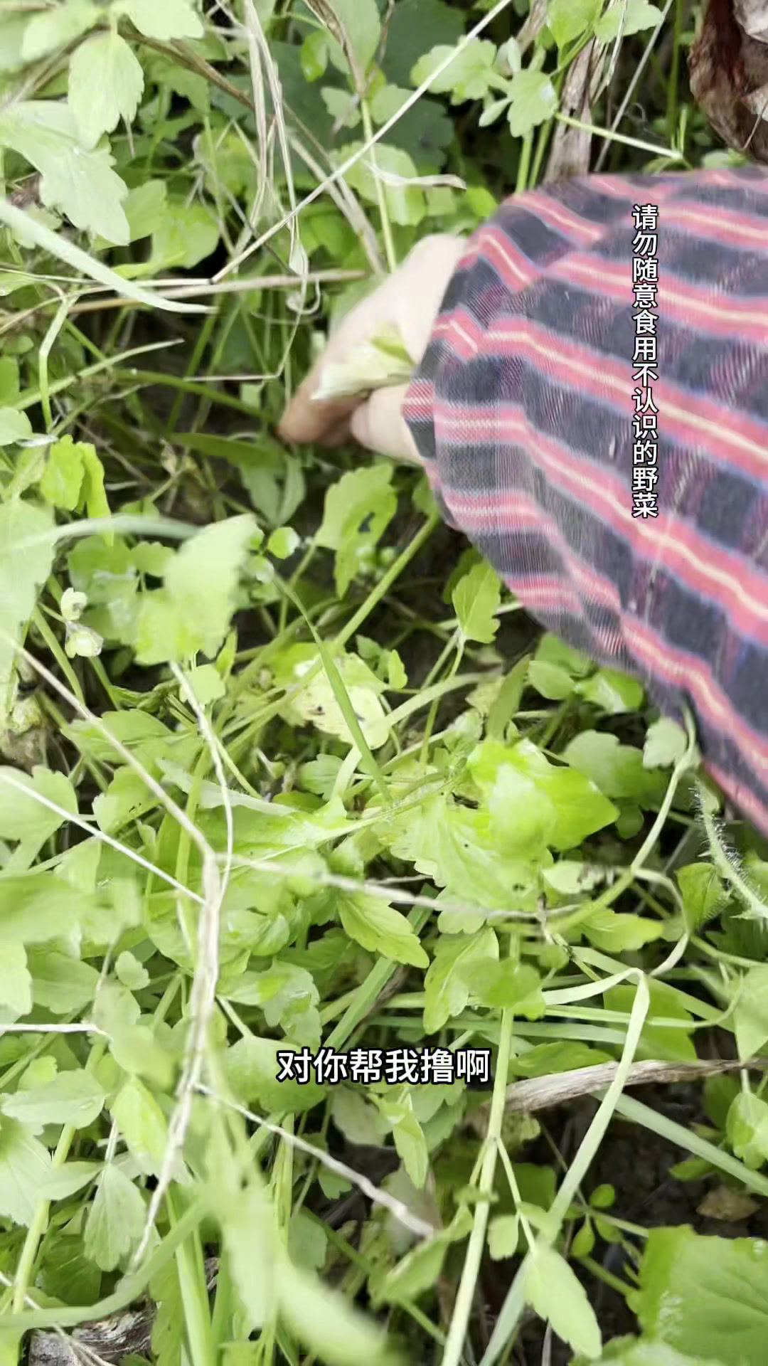 发现了一大片水芹菜,本来想包饺子吃的,没有面粉,就只能炒腊肉