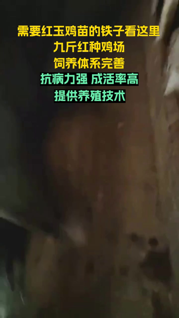 江西380鸡苗养殖场