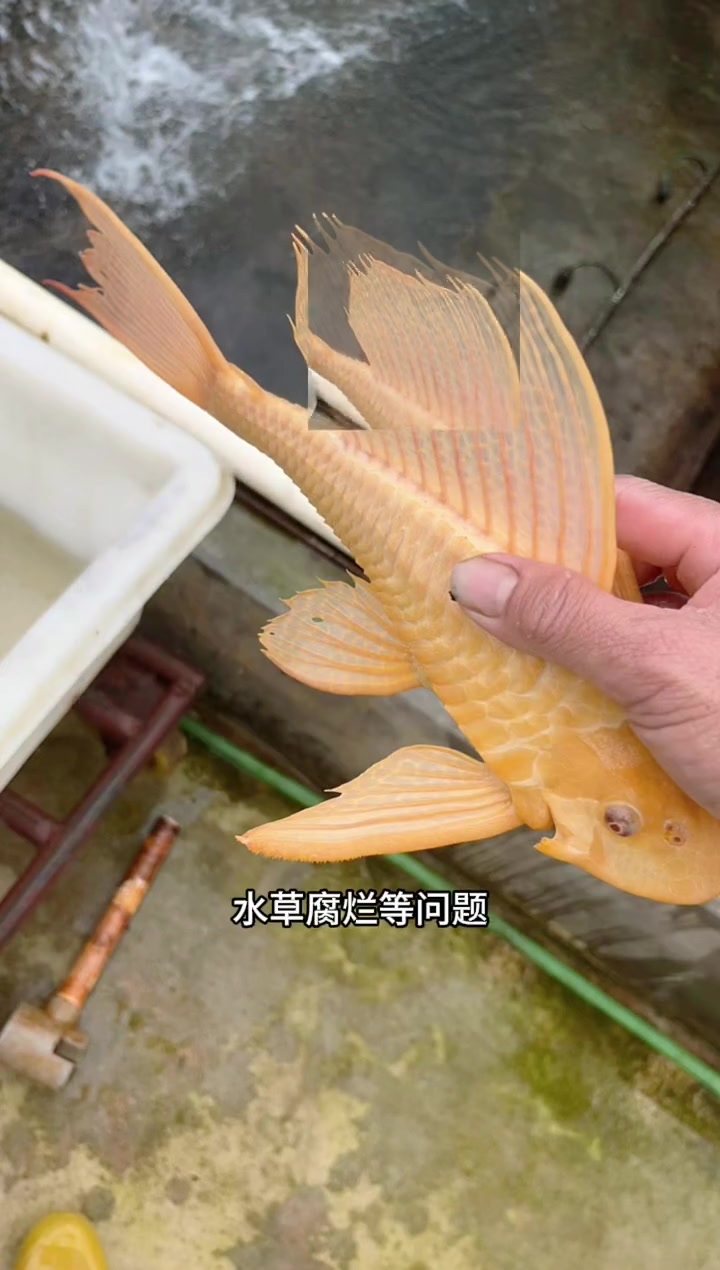 红眼女王清道夫,大小皆宜,既美观又清洁鱼缸