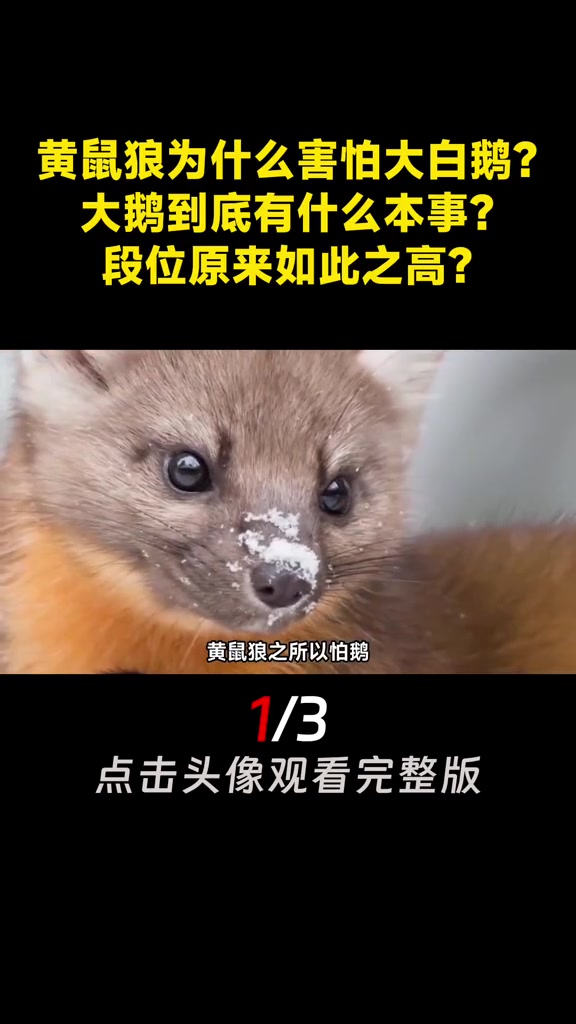 黄鼠狼为什么害怕大白鹅?大鹅到底有什么本事?段位原来如此之高(1)