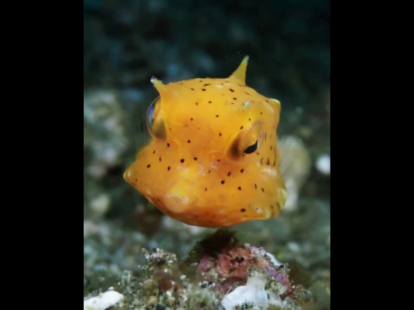 这灵动的鱼儿身披梦幻彩衣,谁能告诉我它叫什么名字?